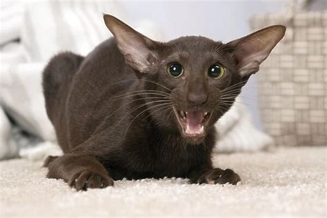 东方启音发音口肌月套餐培训班