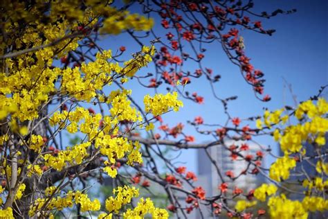 东莞英语口语培训机构