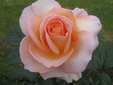 埌西暑假初一升初二英语1对1辅导哪里好