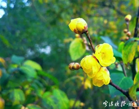 宁波插花全能培训