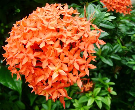 余姚插花培训多少钱