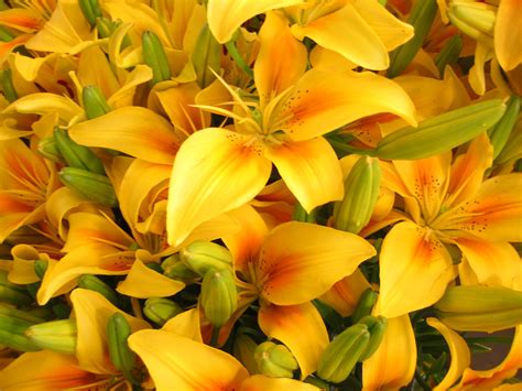余姚插花