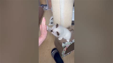 余姚育婴师高级辅导