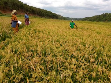 东莞无骨烤鱼饭制作培训