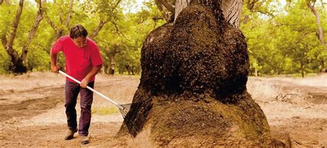 东莞樟木头小吃培训