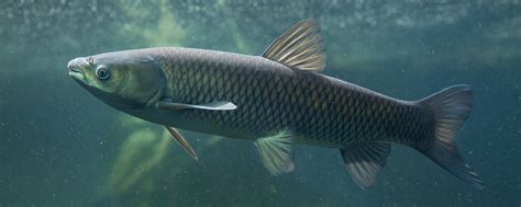 东莞脆肉鲩培训哪家好-哪里有-多少钱