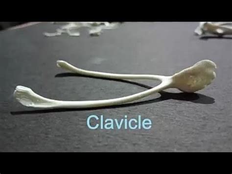 东莞炸鸡锁骨技术培训机构哪家好-怎么样-多少钱