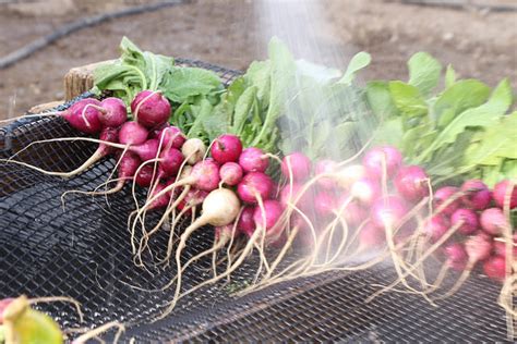 东莞萝卜牛杂培训班