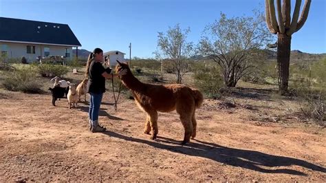 东莞萝卜牛杂培训哪家好