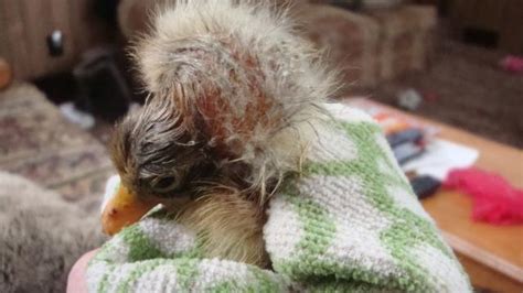 东莞龙岩泡鸭爪哪里学