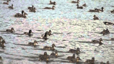 东莞周黑鸭培训