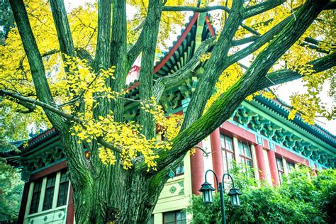 南京cpa培训机构哪家好