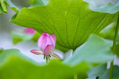 【苏州插花课程哪个好】