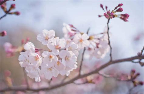 【苏州哪有花艺班】