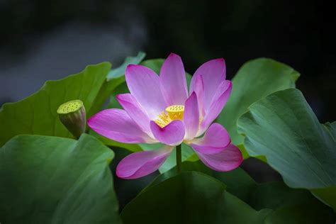 【苏州专业插花费用】