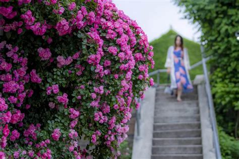 【苏州插花专业培训哪家好】