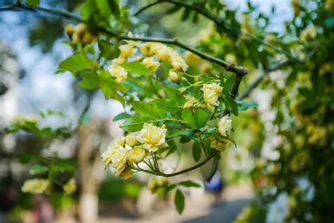 【苏州花艺培训周末班学费】