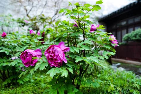 【苏州花艺创业班费用】