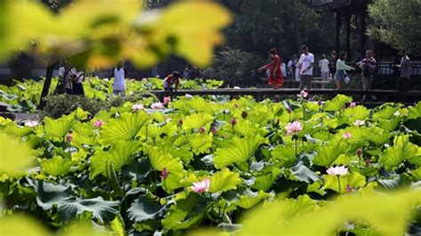 【苏州哪里有专业插花】