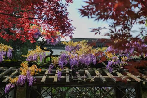 【苏州哪有插花培训】