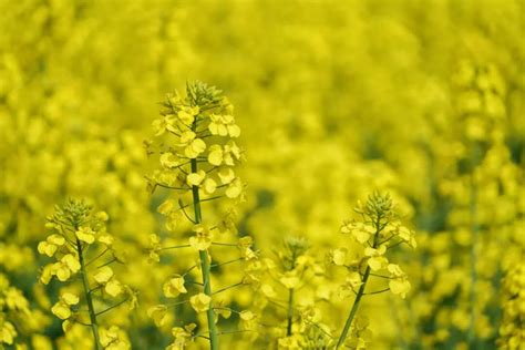 【苏州插花培训班多少钱】