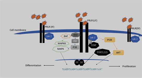 苏州催乳师中级培训中心