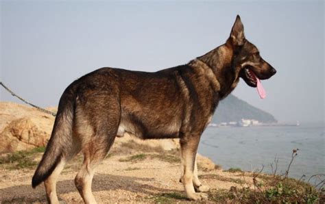 昆明德语面试口语对话