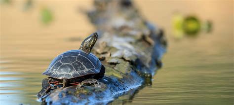 昆明月嫂培训好品牌星月嫂母婴护理师职业班就业班
