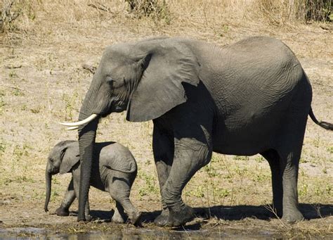 乐清白象好的中级会计师考证培训机构