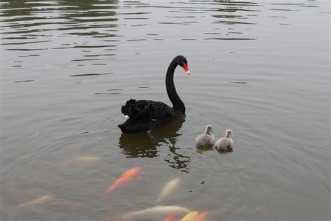 成都天鹅颈紧致手法培训