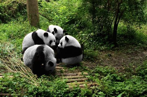 成都|去澳大利亚留学的签证