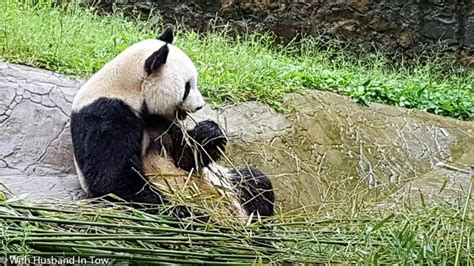 成都纹绣培训
