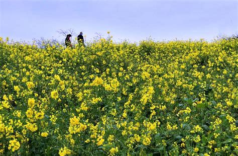 重庆哪里有婚庆花艺培训