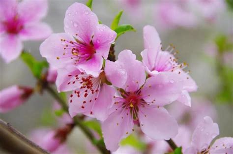 重庆花艺培训哪家好