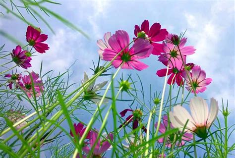 重庆婚庆花艺学习哪里好