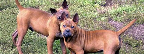 重庆学习男士礼仪