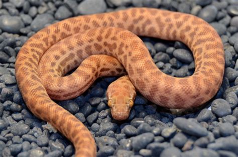 重庆python儿童教育