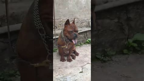 重庆儿童大舌头是什么症状