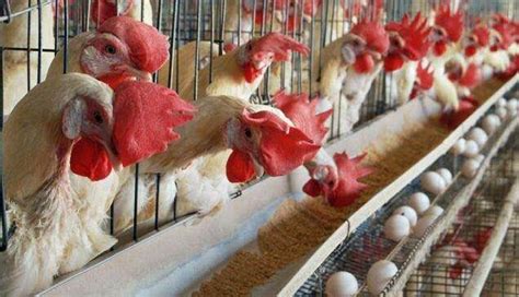 贵阳无烟烤鸡脖职业技能培训