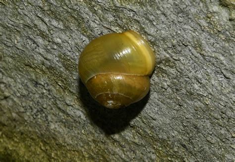 贵阳绝味田螺实战全能培训