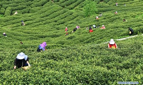 贵阳评茶师证书哪里才有考?