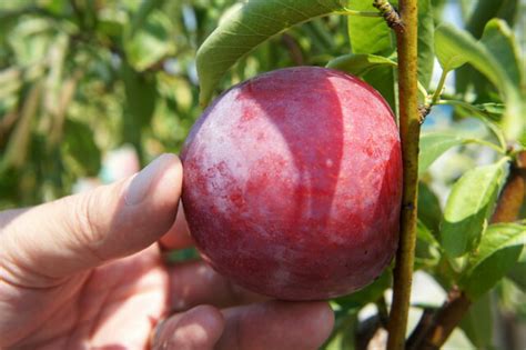 贵阳果汁饮品强化培训点在哪