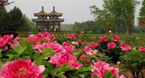 洛阳营养师哪家好