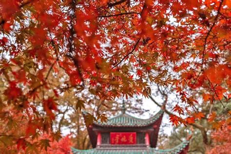 长沙杨梅红实用少儿美术