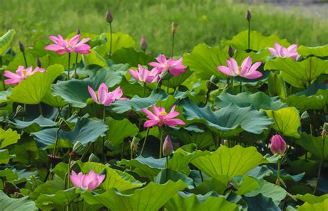 青岛蛋糕裱花培训哪个好