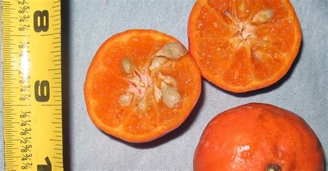 长沙包子短期培训班