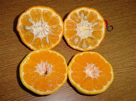 长沙SAT培训多少钱