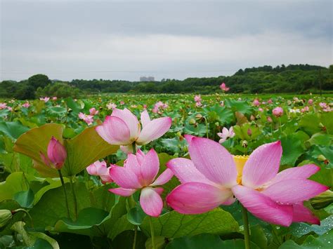 武汉花艺培训哪家好?