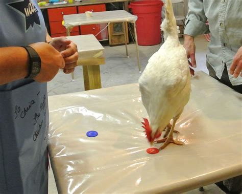 武汉坛子鸡培训