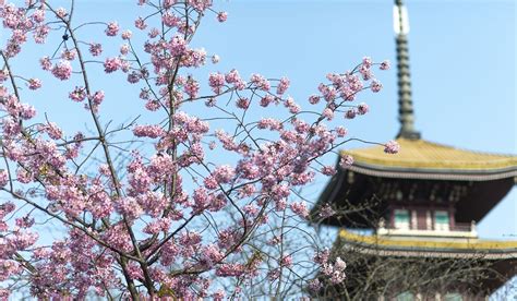 武汉花甲培训哪家好